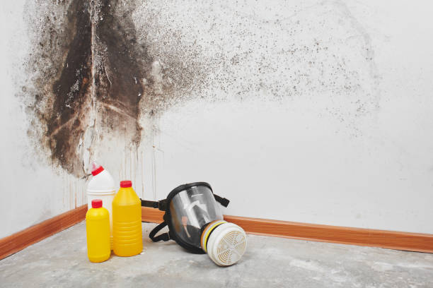 Best Industrial Mold Remediation in Brookside, AL