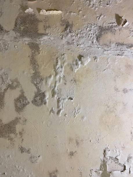 Best DIY Mold Remediation Support Services in Brookside, AL
