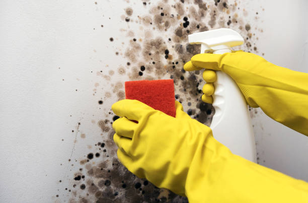 Best Mold Remediation for Specific Building Types in Brookside, AL