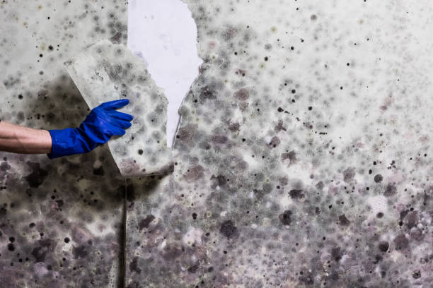 Best HVAC Mold Remediation in Brookside, AL