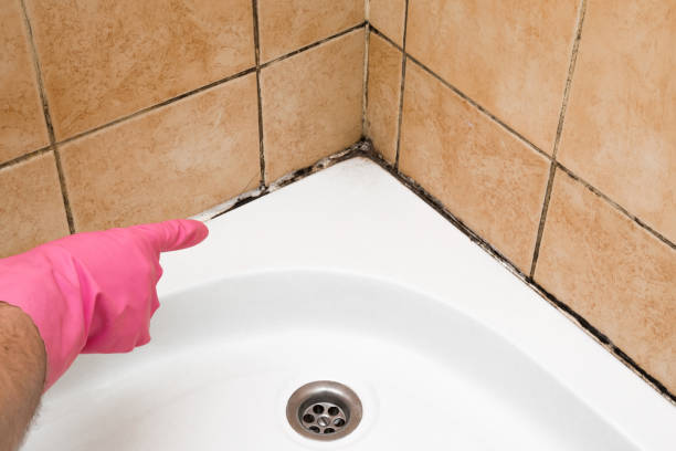 Best Post-Flood Mold Remediation in Brookside, AL